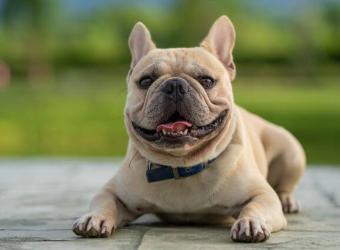 The Fabulous French Bulldog: What You Need to Know Before Ownership