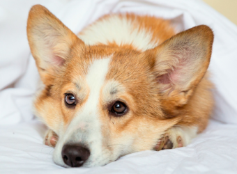 Intervertebral Disc Disease: IVDD