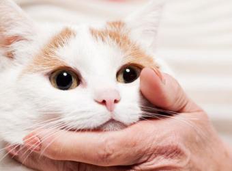 Kidney Disease In Cats