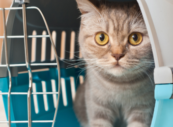 What To Pack For Your Dog or Cat's Boarding Stay