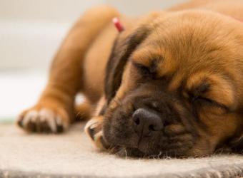 What Dog Owners Should Expect When it Comes to Kennel Cough Treatment